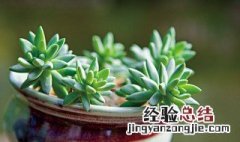 多肉植物养护小常识 多肉植物养护小常识大全