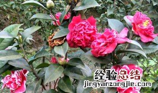 末莉茶花怎么养殖 末莉怎么养护