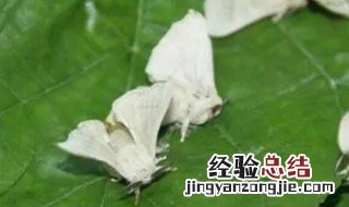 蚕变飞蛾后怎么办 蚕变飞蛾后如何解决
