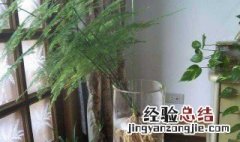 水生植物怎么养 水生植物怎么养活