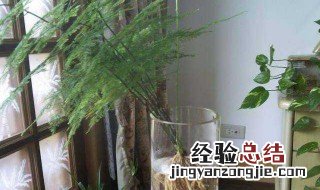 水生植物怎么养 水生植物怎么养活