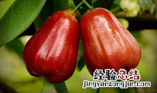 莲雾种植几年挂果 关于莲雾结果时间介绍