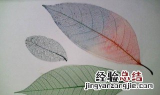 怎么做树叶书签 树叶书签的制作步骤