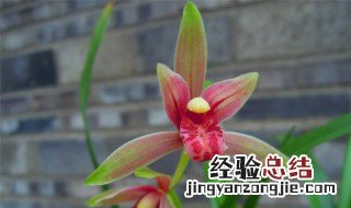 建兰种植方法和时间 建兰如何种植及养护