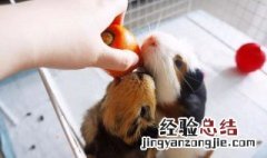 荷兰猪咬人吗 荷兰猪咬不咬人