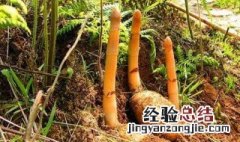 天麻种植方法 天麻如何种植