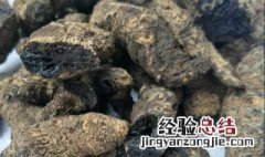 生地的功效与作用及食用方法 生地的功效与作用是什么?有哪些食用禁忌?