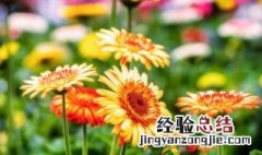 非洲菊催芽方法 非洲菊如何催芽