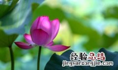 生莲子怎么剥壳比较好 生莲子怎么剥皮和抽芯