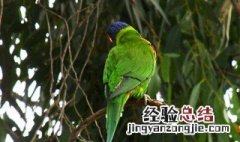 鳞头鹦哥饲养方法 需要提供怎样的生活环境