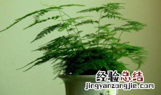 文竹种子种植方法如下 文竹种子如何种植