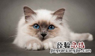 梦见猫是啥意思 梦见猫的寓意