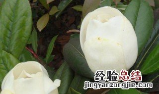 女性梦见花是什么预兆 女性梦见花的预兆