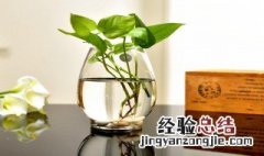 水培植物发黄怎么解决 水培植物发黄的解决方法