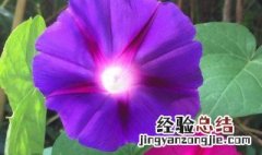 矮牵牛花的养护 矮化牵牛花语