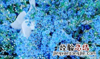 蓝色满天星的花语 蓝色满天星的花语和寓意