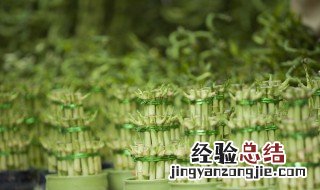 富贵竹杆发黄怎么急救 这样做可以返绿