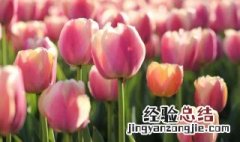 粉色郁金香花语 粉色郁金香花语是什么意思 寓意和象征