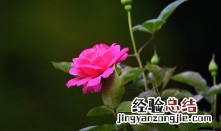 粉色月季花的花语 月季花的花语