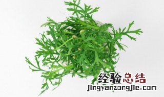 玛格丽特花语和寓意 玛格丽特花语