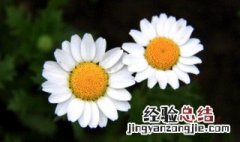 白晶菊花语 白晶菊代表什么象征意义