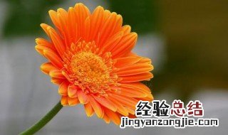 扶郎花花语寓意25字 扶郎花花语