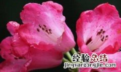 杜鹃花的花语是什么 杜鹃花的花语