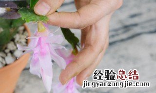 槟榔催花方法 催花的方法介绍