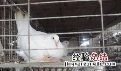 肉鸽笼养方法 怎么笼养肉鸽子