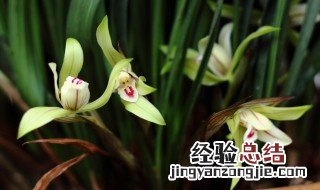 兰花促芽方法 兰花促芽方法简述