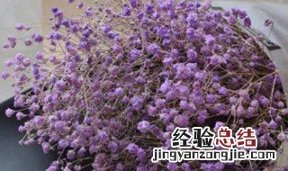 紫色满天星的花语是什么? 紫色满天星的花语