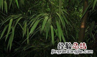 配营养土方法 怎么配营养土