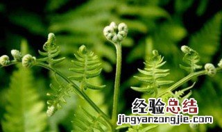 拳头菜有什么作用 拳头菜种植方法