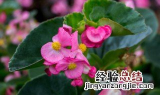 四季秋海棠种植方法 四季秋海棠怎么种