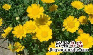 细叶菊养殖方法 细叶菊怎么养