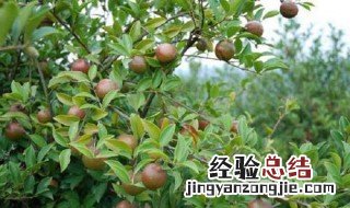 茶树籽催芽方法 茶树籽介绍