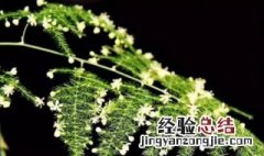 文竹花语和寓意是什么 文竹花语