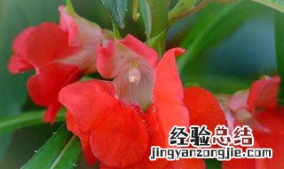 苏丹凤仙花的花语 凤仙花的花语