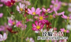 真正的格桑花花语 真正的格桑花花语简单