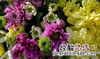 多头菊的花语 多头菊的花语是什么意思