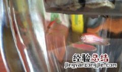 矿泉水可以养鱼吗 矿泉水可不可以养鱼