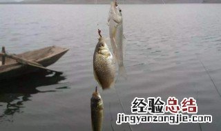 鲫鱼打窝正确方法 钓鲫鱼打窝技巧