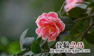 山茶花花期怎么浇水 山茶花花期如何浇水