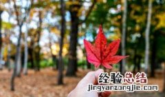 枫叶的花语该温柔时温柔 枫叶的花语