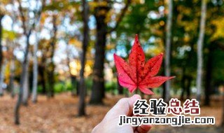 枫叶的花语该温柔时温柔 枫叶的花语