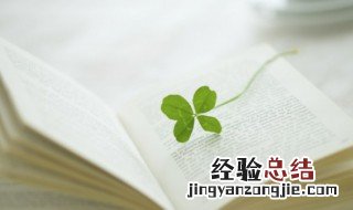 幸运草的花语是什么 幸运草寓意的优美句子