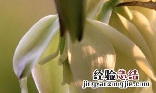 白色菖兰花语 白昌兰花的花语