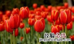 红色郁金香的花语图片 红色郁金香的花语