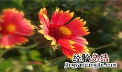 太阳菊的花语和寓意和象征 太阳菊的花语