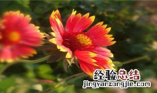太阳菊的花语和寓意和象征 太阳菊的花语